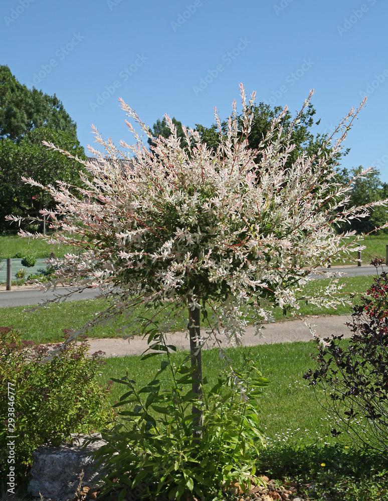 Salix Integra Hakuro Nishiki - View 17 from www redcrocus com