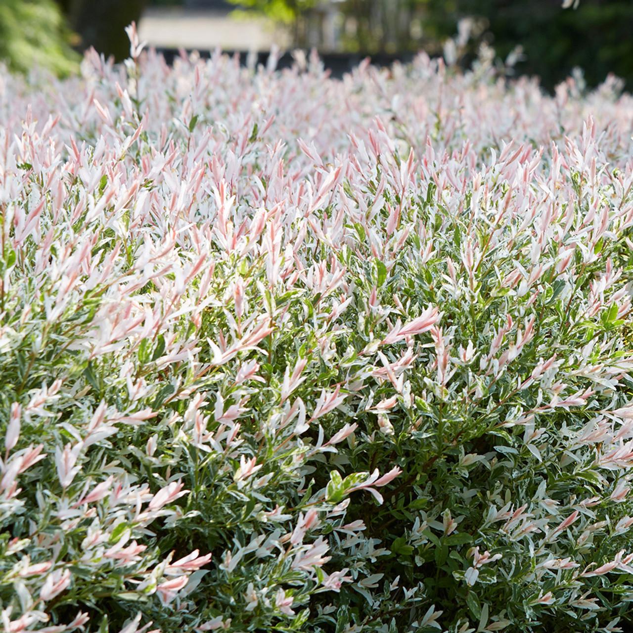 Salix Integra Hakuro Nishiki - View 19 from www redcrocus com