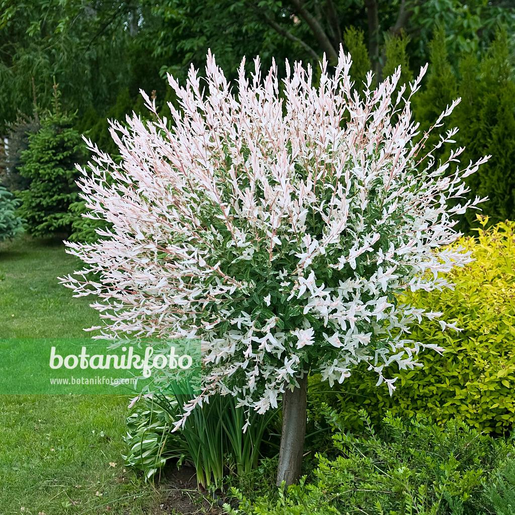 Salix Integra Hakuro Nishiki - View 4 from www redcrocus com