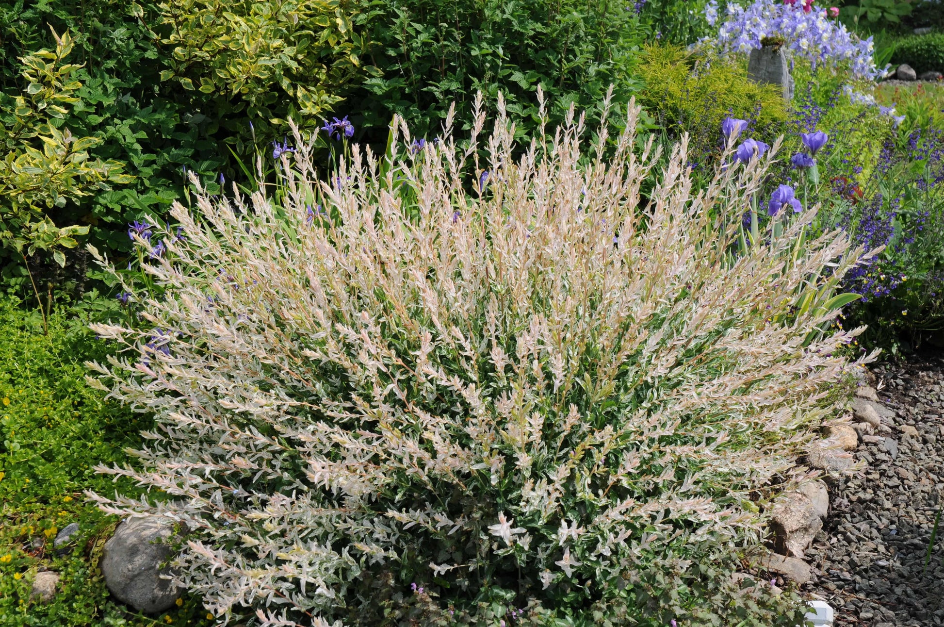 Salix Integra Hakuro Nishiki - View 7 from www redcrocus com
