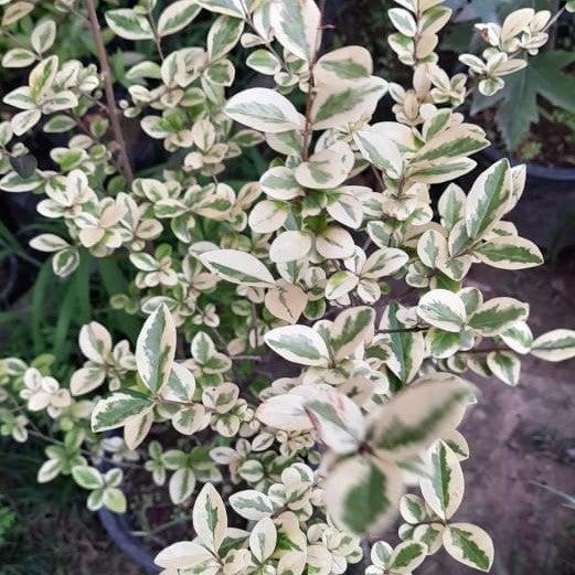 Ligustrum Ovalifolium - View 15 from www redcrocus com