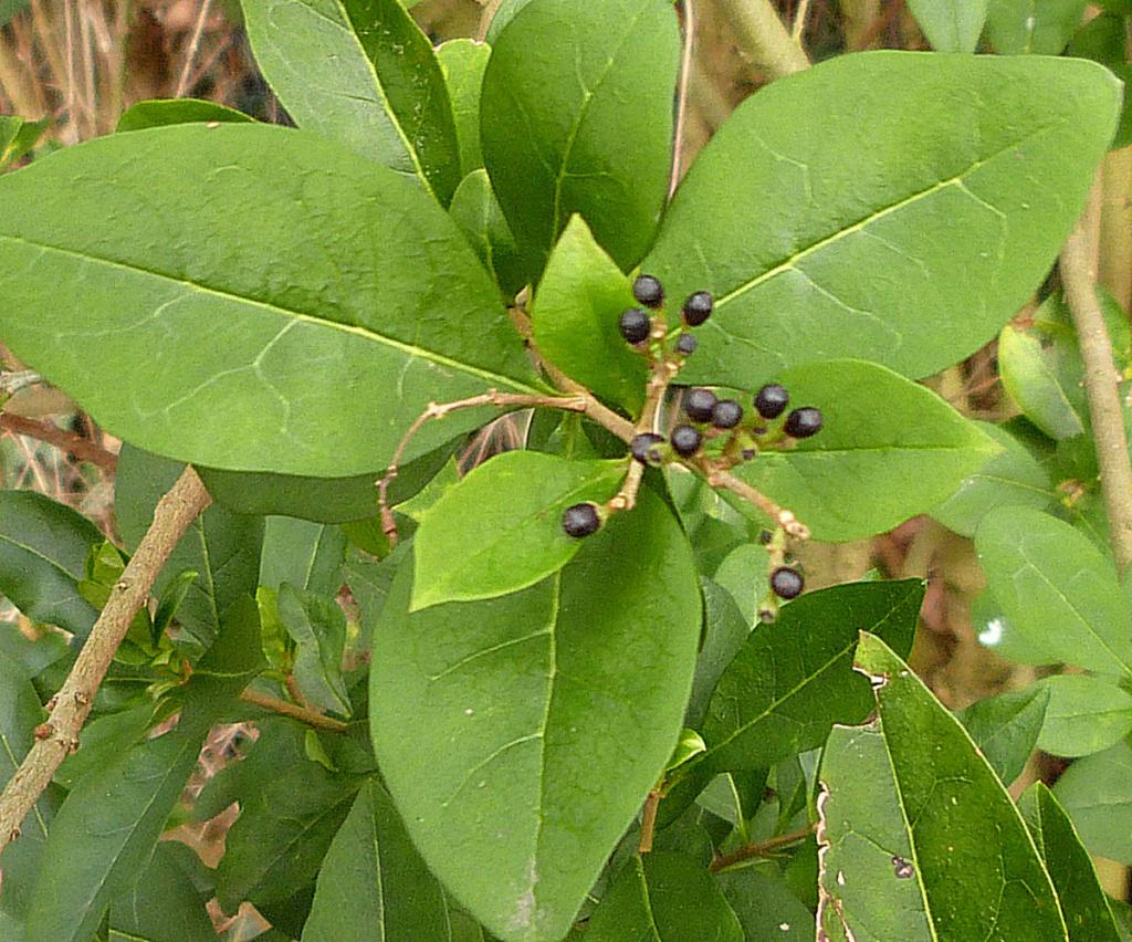 Ligustrum Ovalifolium - View 18 from www redcrocus com