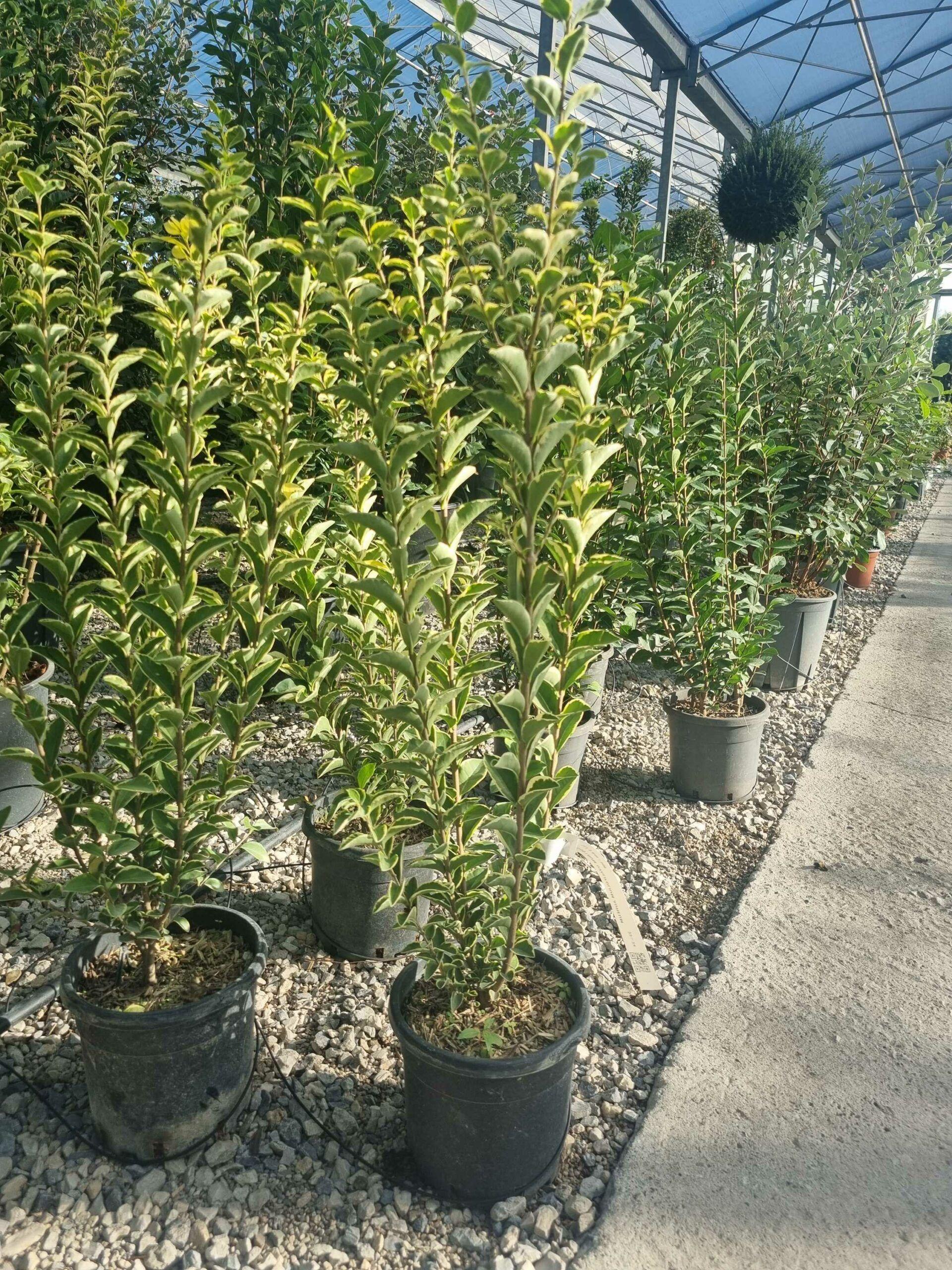 Ligustrum Ovalifolium - View 20 from www redcrocus com