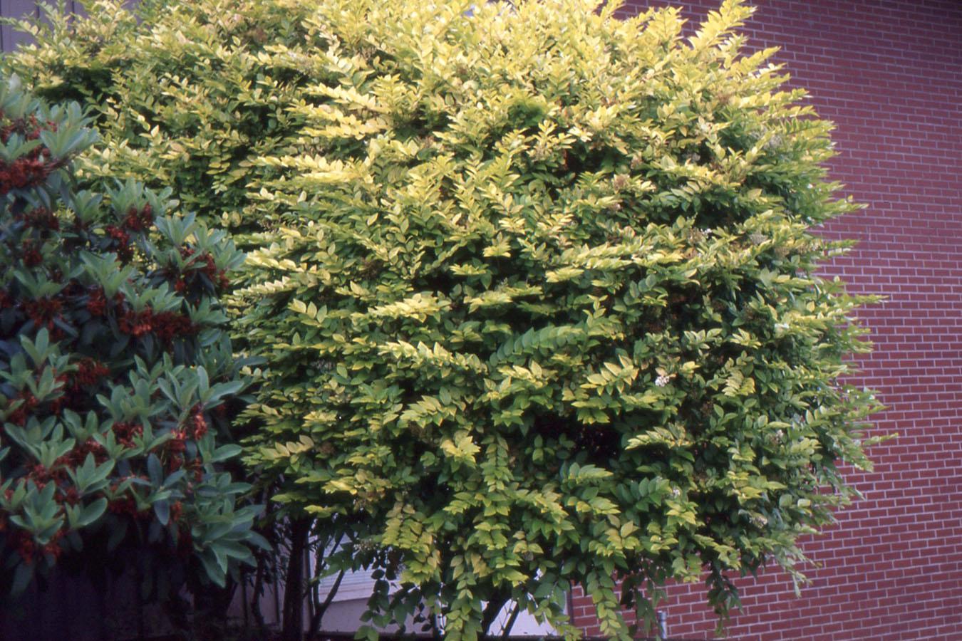 Ligustrum Ovalifolium - View 22 from www redcrocus com