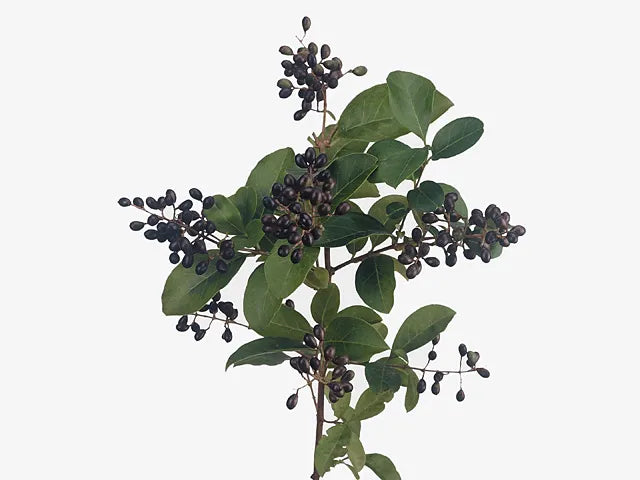 Ligustrum Ovalifolium - View 23 from www redcrocus com