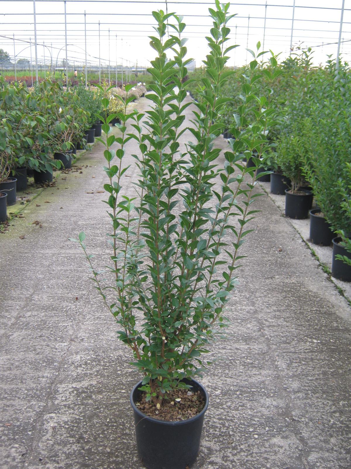Ligustrum Ovalifolium - View 24 from www redcrocus com