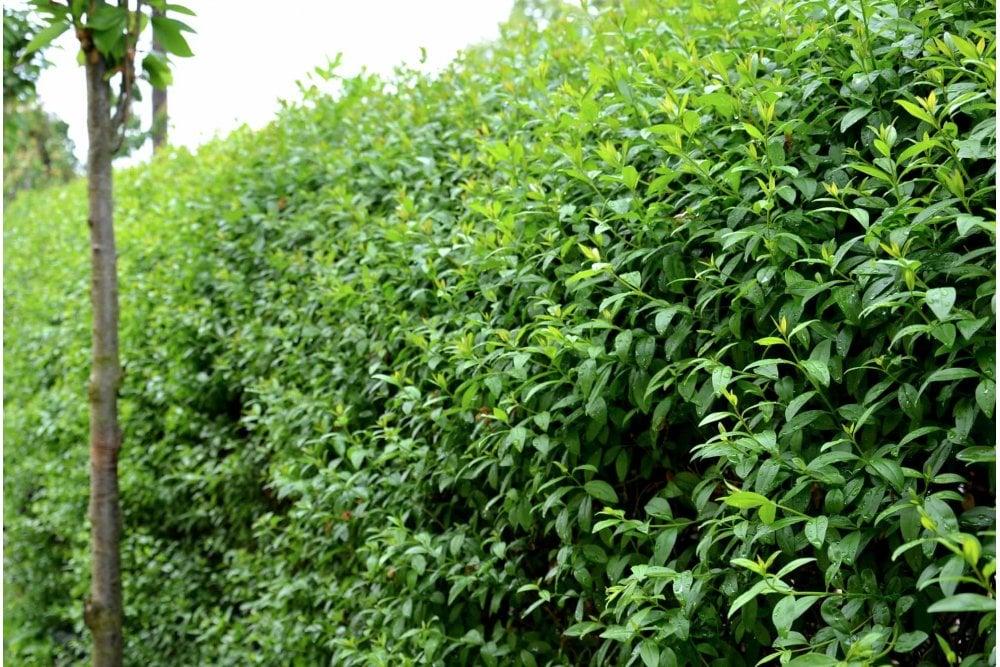 Ligustrum Ovalifolium - View 25 from www redcrocus com