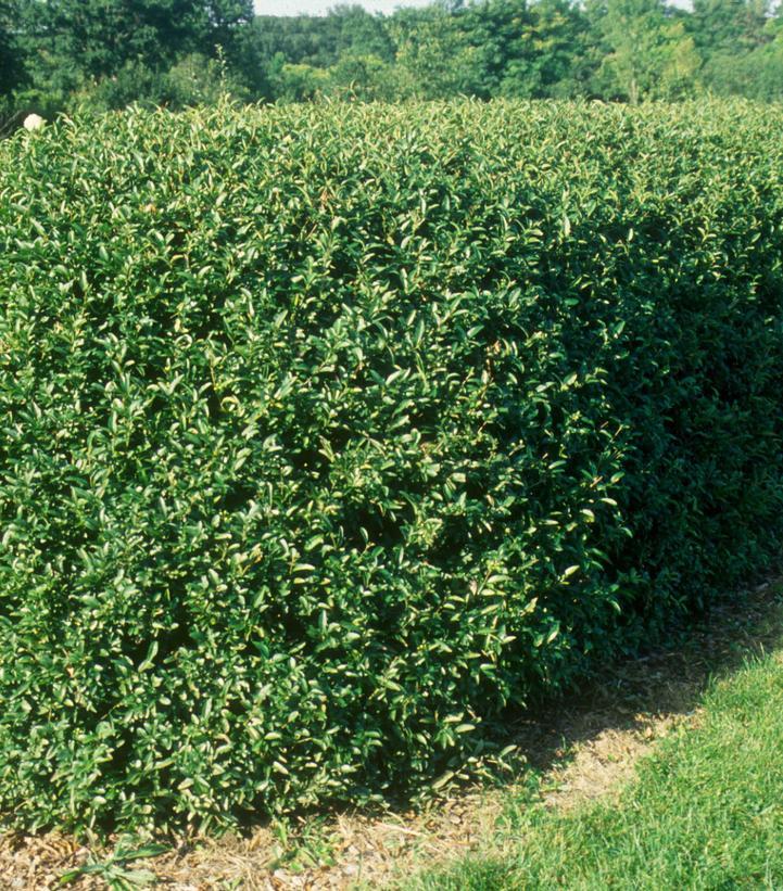 Ligustrum Ovalifolium - View 26 from www redcrocus com