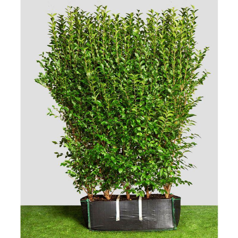 Ligustrum Ovalifolium - View 30 from www redcrocus com
