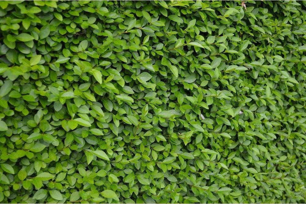 Ligustrum Ovalifolium - View 31 from www redcrocus com