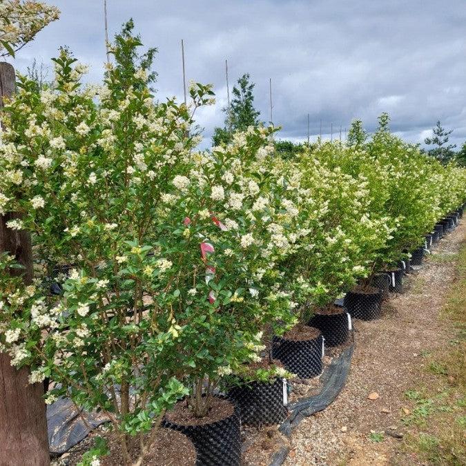 Ligustrum Ovalifolium - View 33 from www redcrocus com