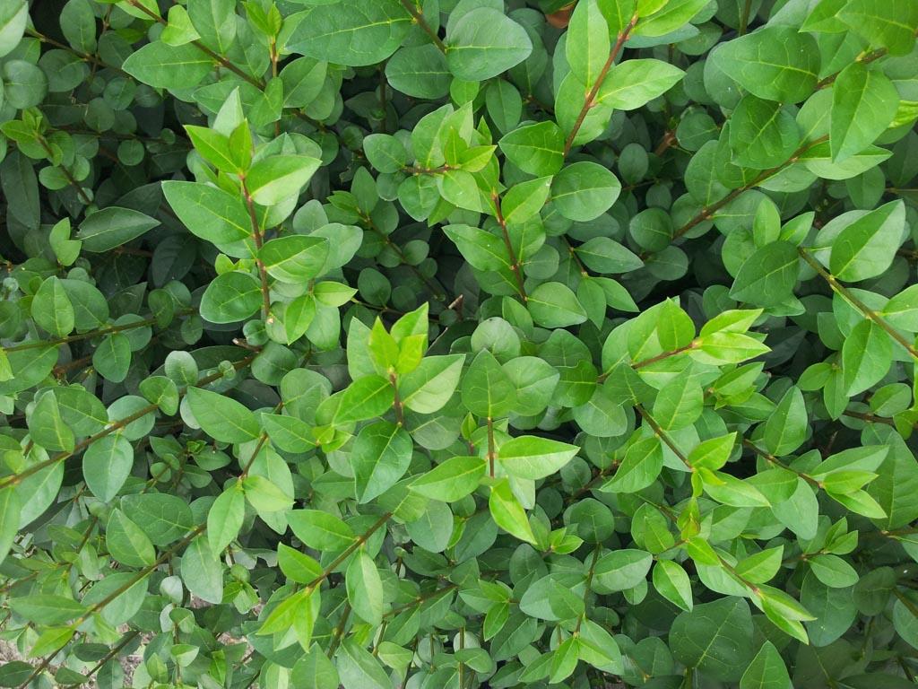 Ligustrum Ovalifolium - View 35 from www redcrocus com