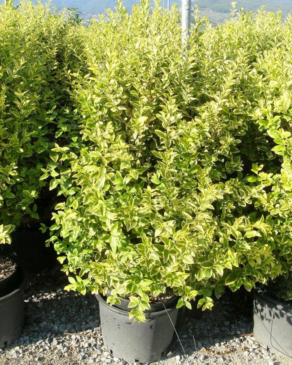 Ligustrum Ovalifolium - View 37 from www redcrocus com