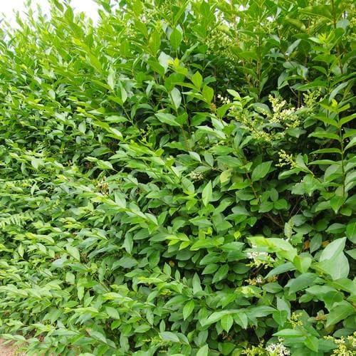 Ligustrum Ovalifolium - View 38 from www redcrocus com