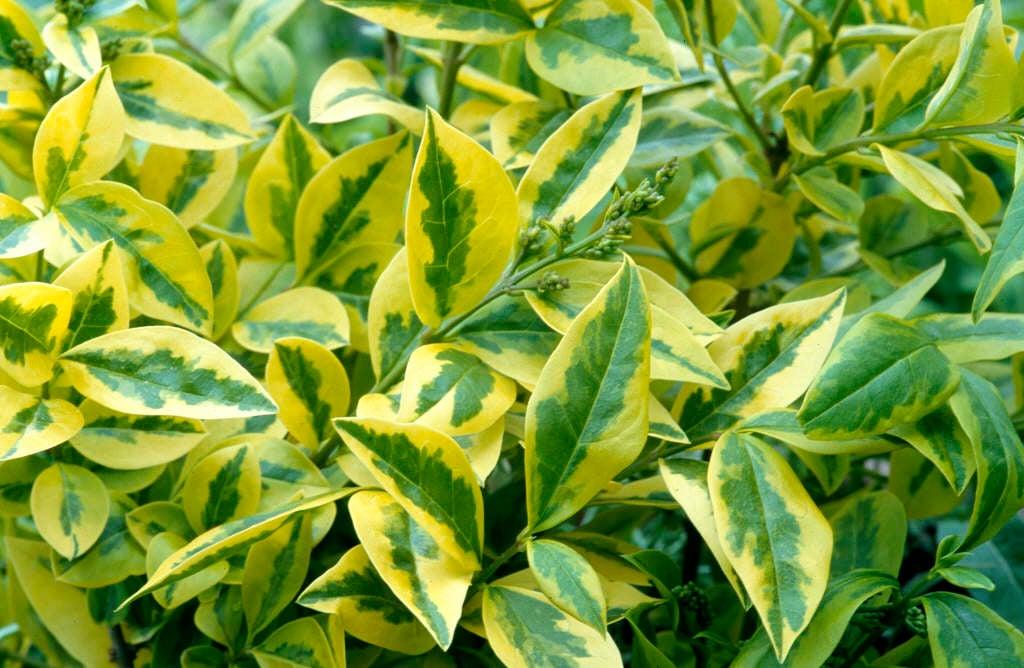 Ligustrum Ovalifolium - View 40 from www redcrocus com