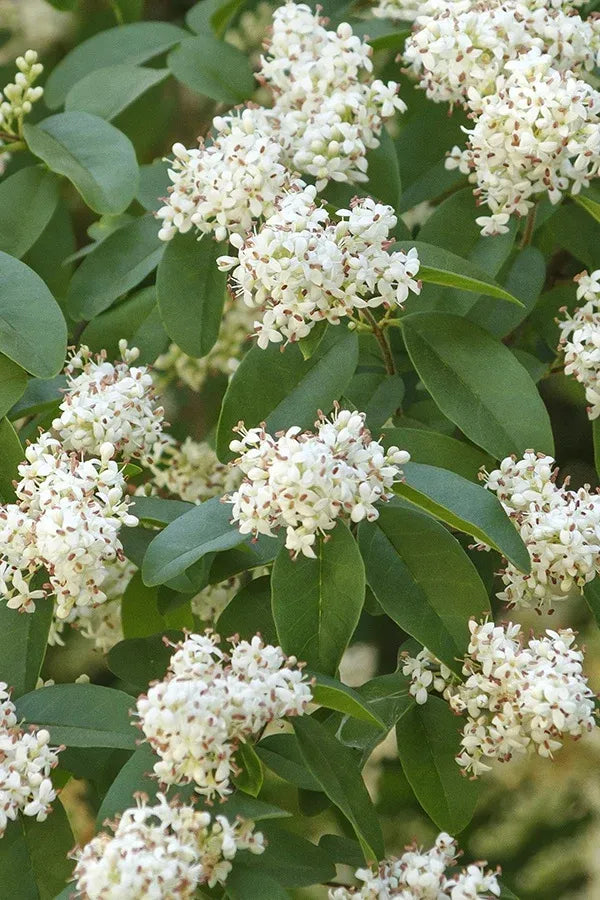 Ligustrum Ovalifolium - View 4 from www redcrocus com