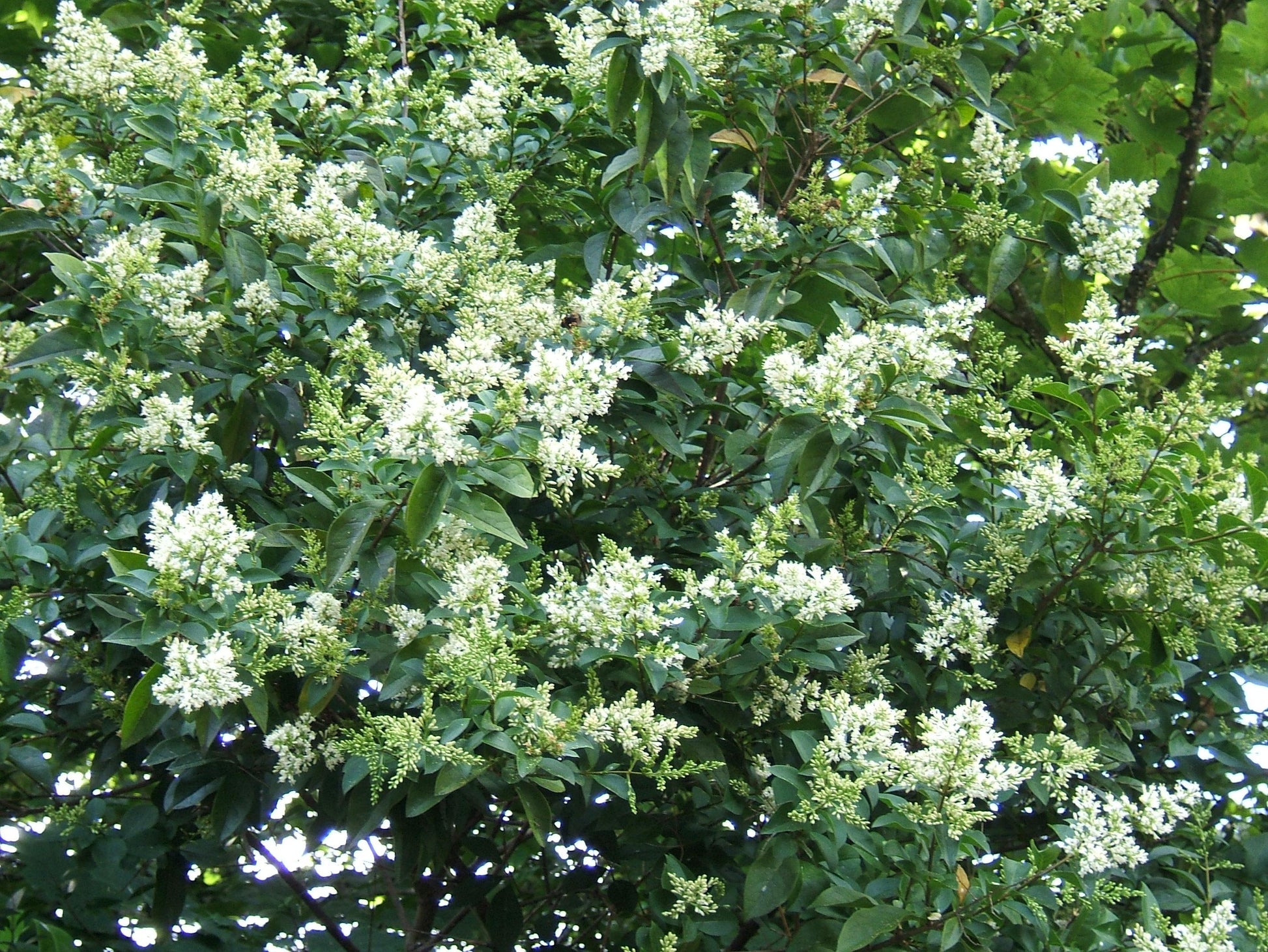 Ligustrum Ovalifolium - View 6 from www redcrocus com