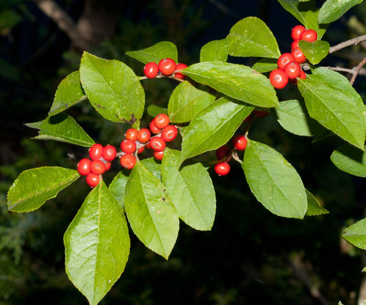 Ilex Verticillata - View 10 from www redcrocus com