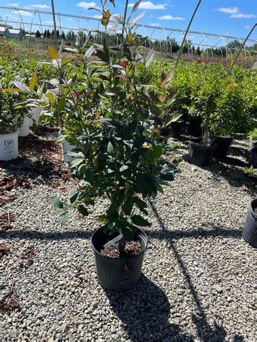 Ilex Verticillata - View 1 from www redcrocus com