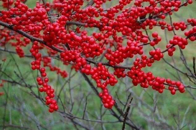 Ilex Verticillata Winter Red - View 10 from www redcrocus com