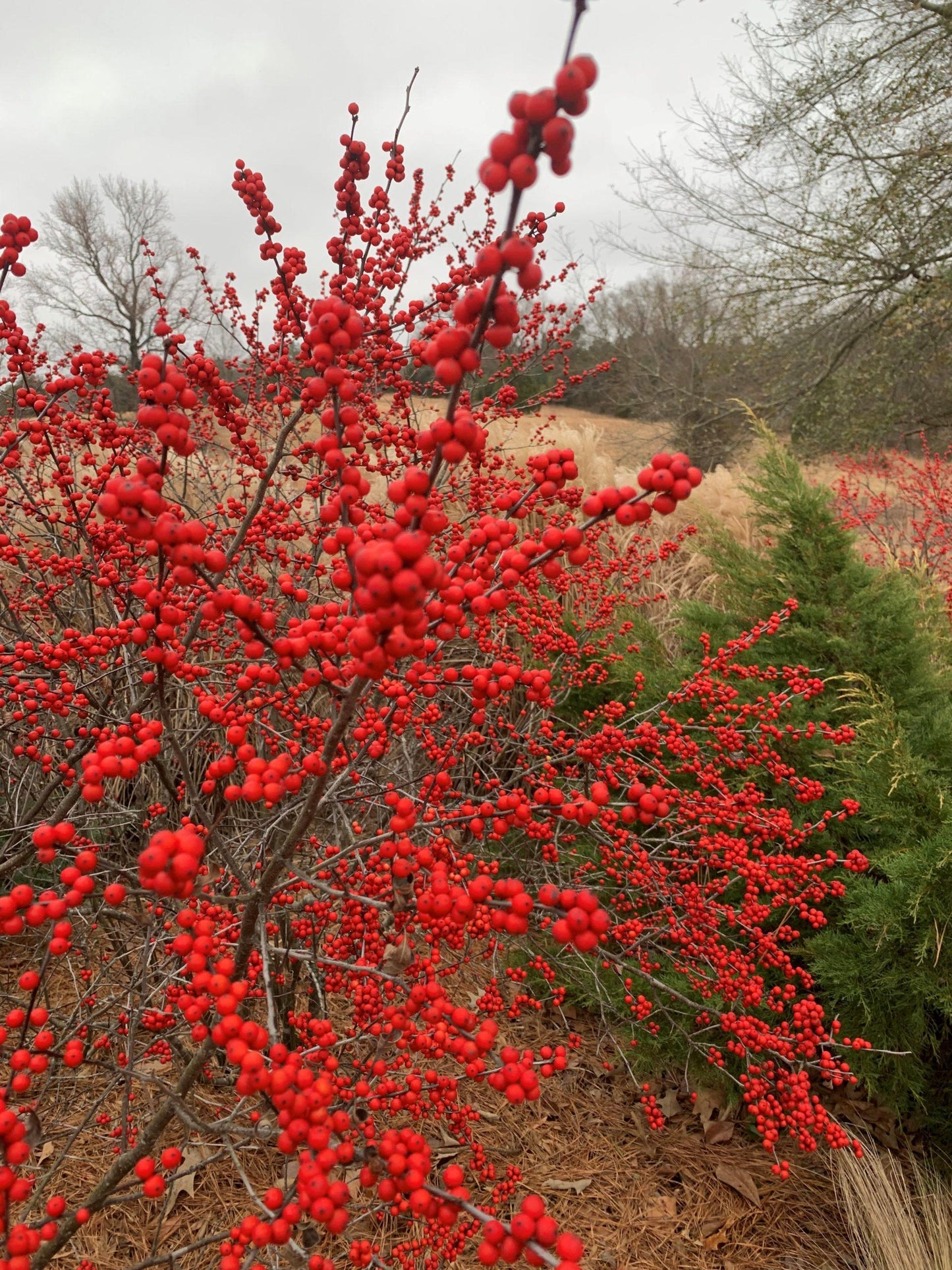 Ilex Verticillata Winter Red - View 15 from www redcrocus com
