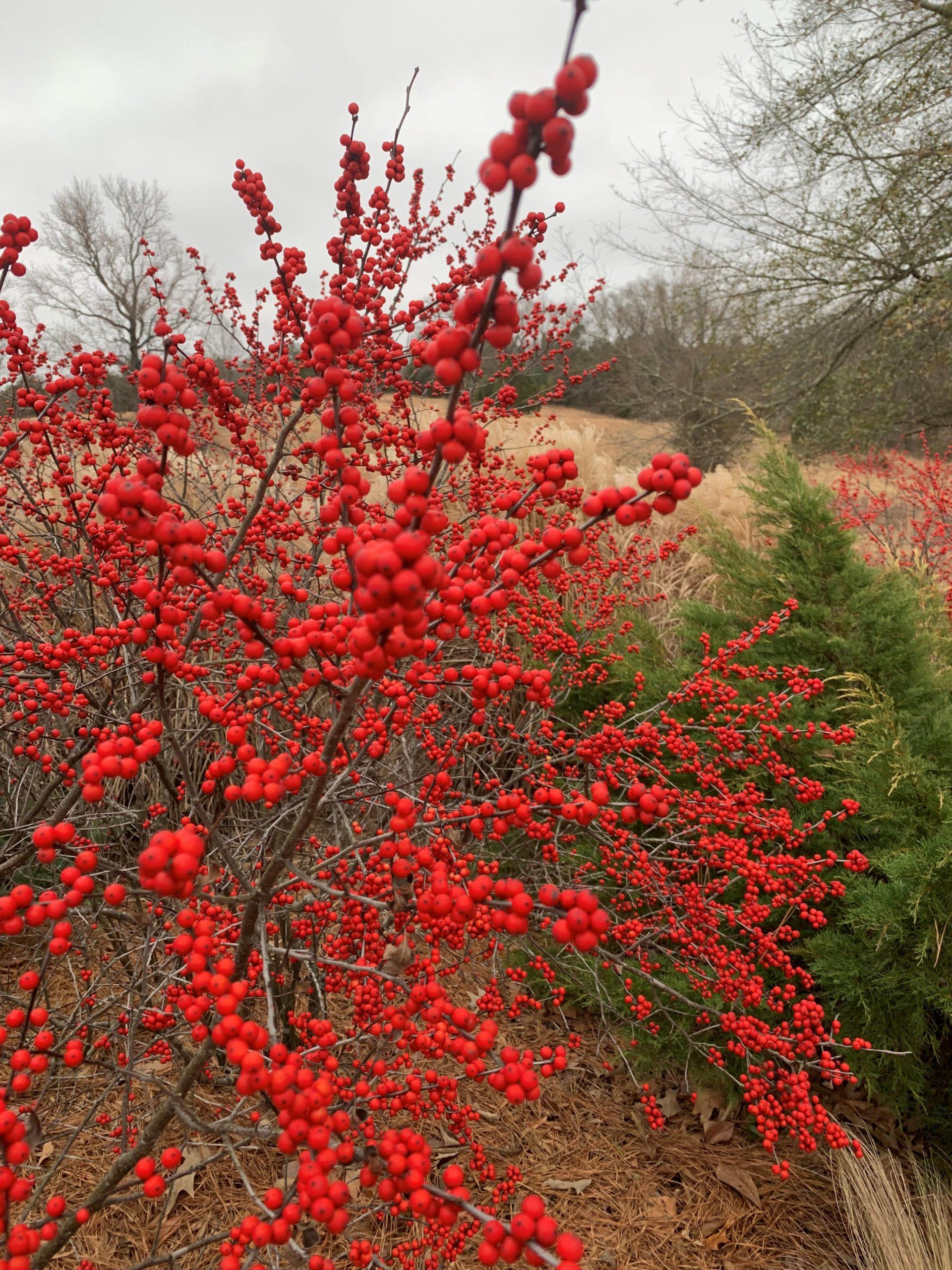 Ilex Verticillata Winter Red - View 15 from www redcrocus com