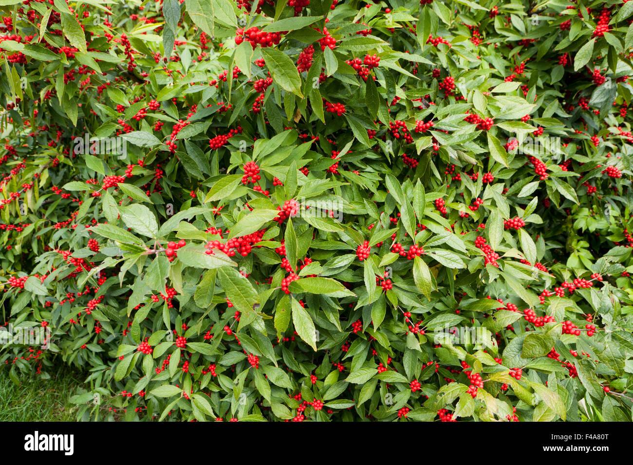 Ilex Verticillata Winter Red - View 17 from www redcrocus com
