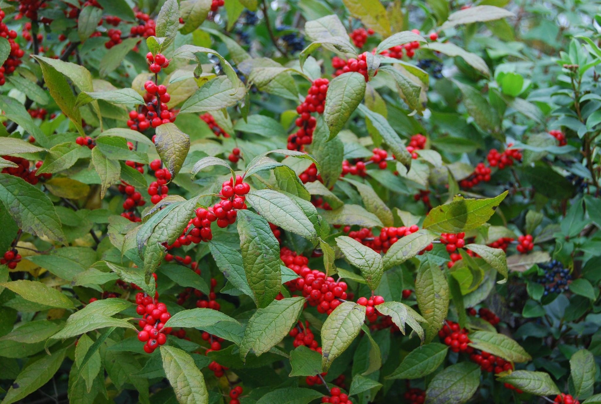 Ilex Verticillata Winter Red - View 2 from www redcrocus com