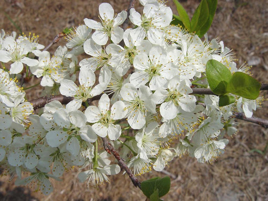 Prunus Maritima - View 1 from www redcrocus com