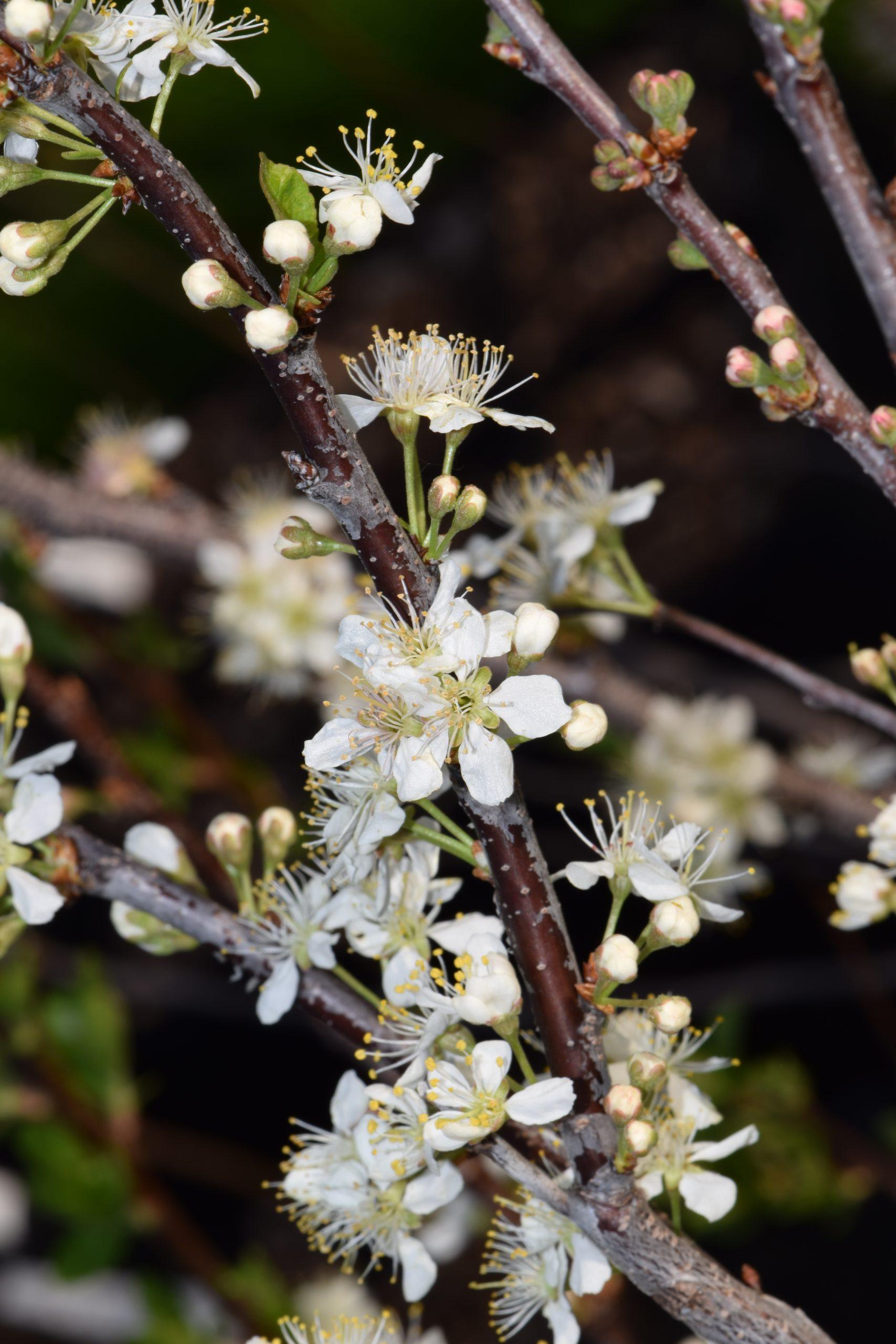 Prunus Maritima - View 8 from www redcrocus com