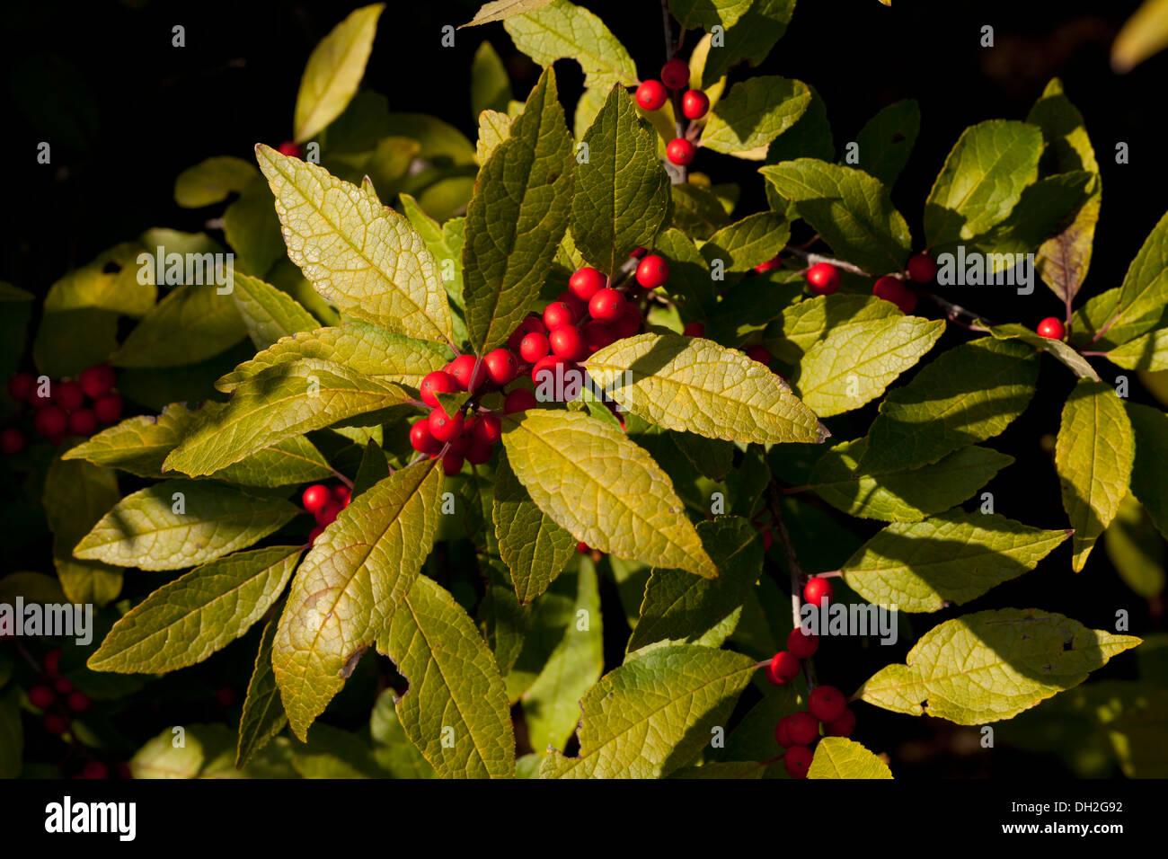 RedCrocus Winter Red Winterberry Ilex verticillata - Vibrant Red Berries, Deciduous Shrub, Attracts Pollinators, Full Sun/Partial Shade, Container Friendly, Deer Resistant  4/5' h B&B