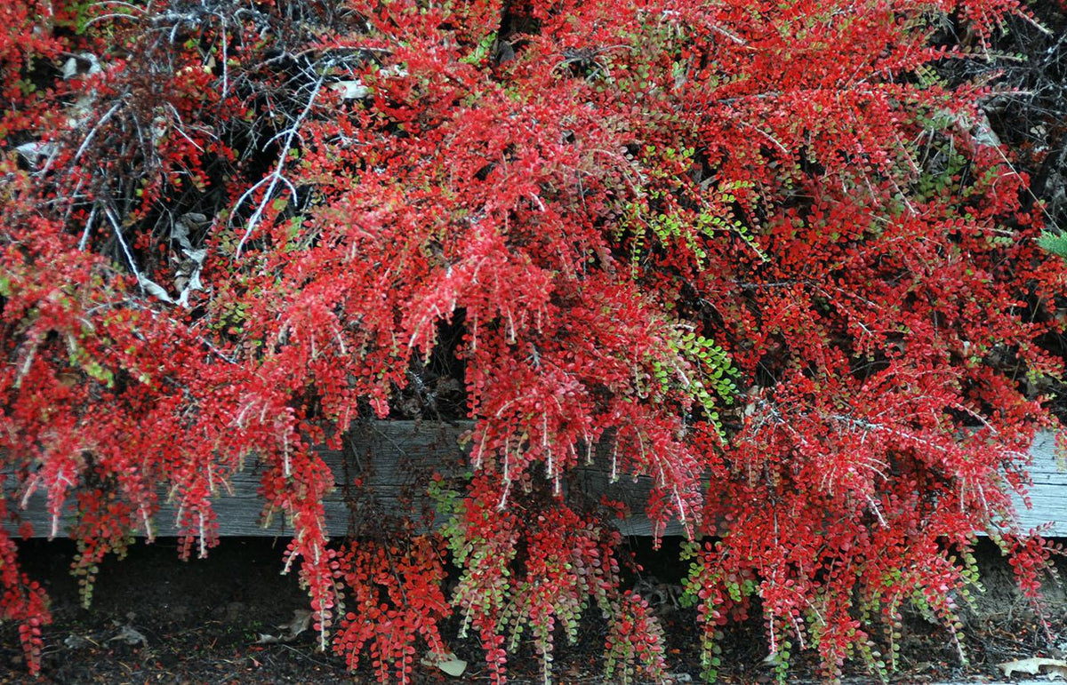 Cotoneaster Horizontalis - View 10 from www redcrocus com