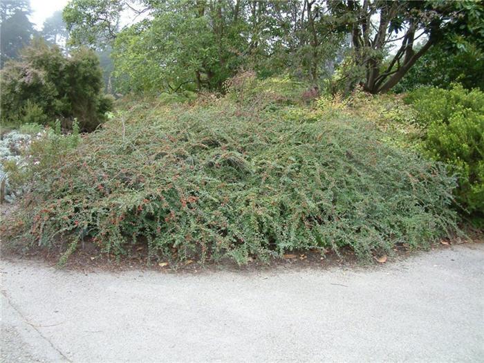 Cotoneaster Horizontalis - View 12 from www redcrocus com