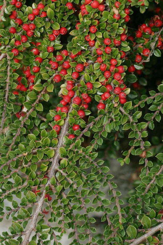 Cotoneaster Horizontalis - View 13 from www redcrocus com