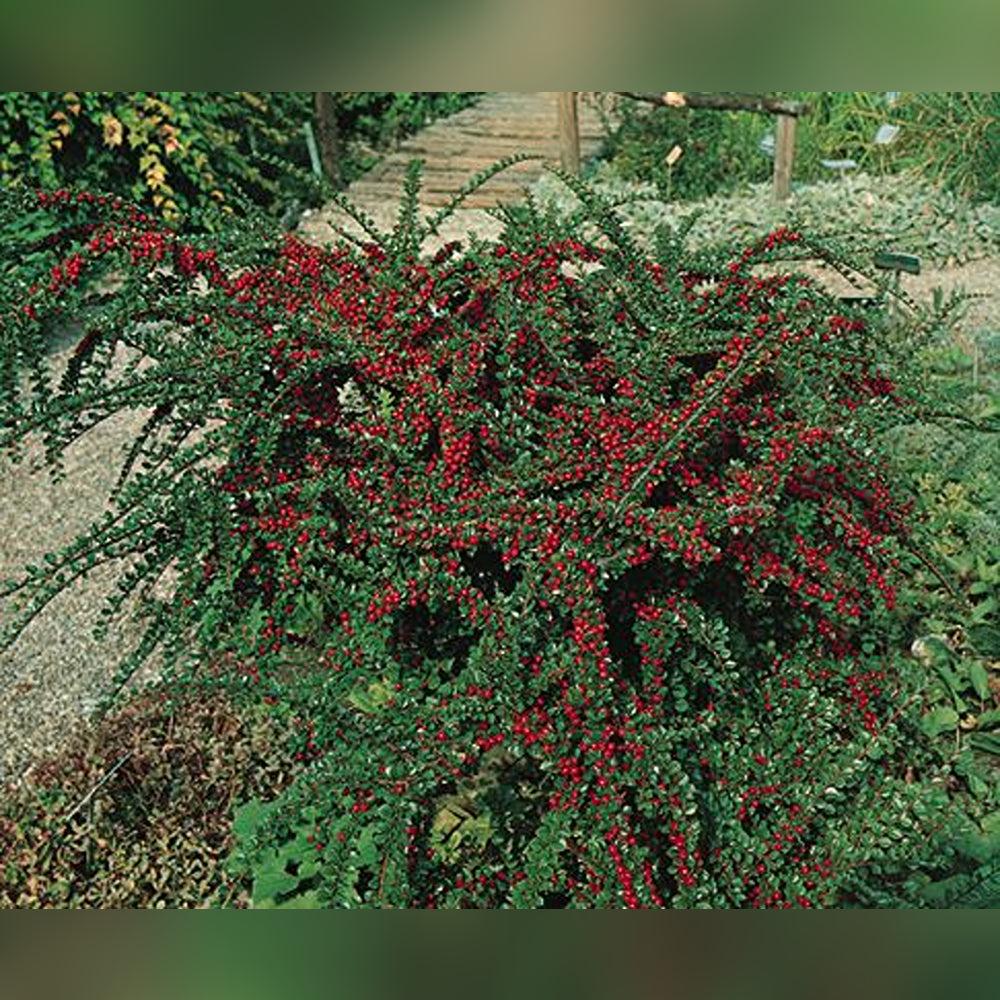 Cotoneaster Horizontalis - View 14 from www redcrocus com