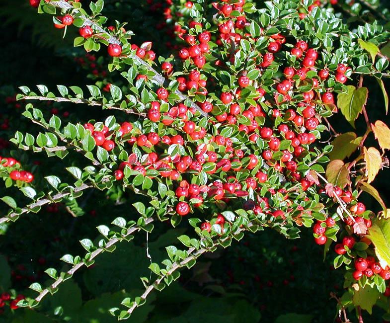 Cotoneaster Horizontalis - View 15 from www redcrocus com