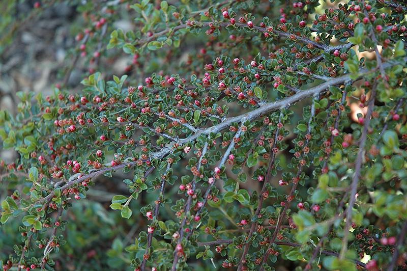 Cotoneaster Horizontalis - View 16 from www redcrocus com