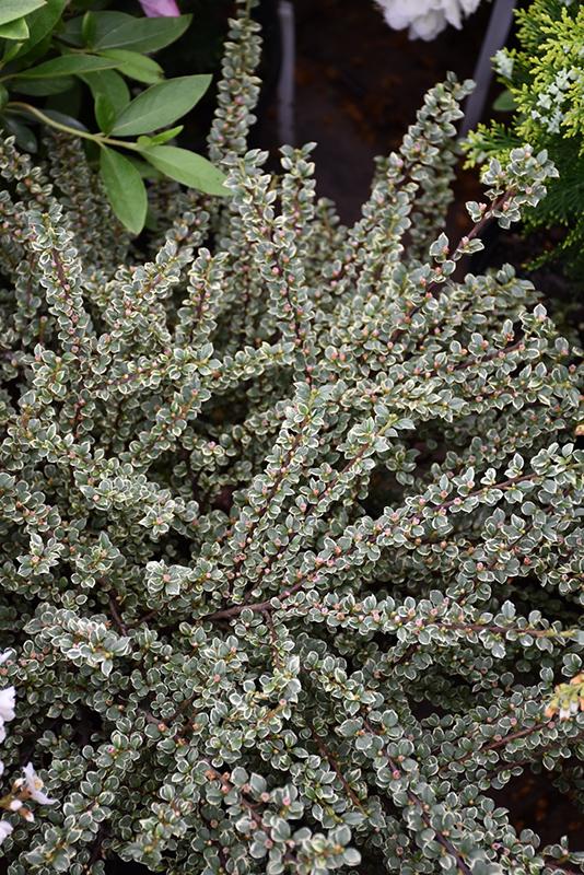 Cotoneaster Horizontalis - View 17 from www redcrocus com