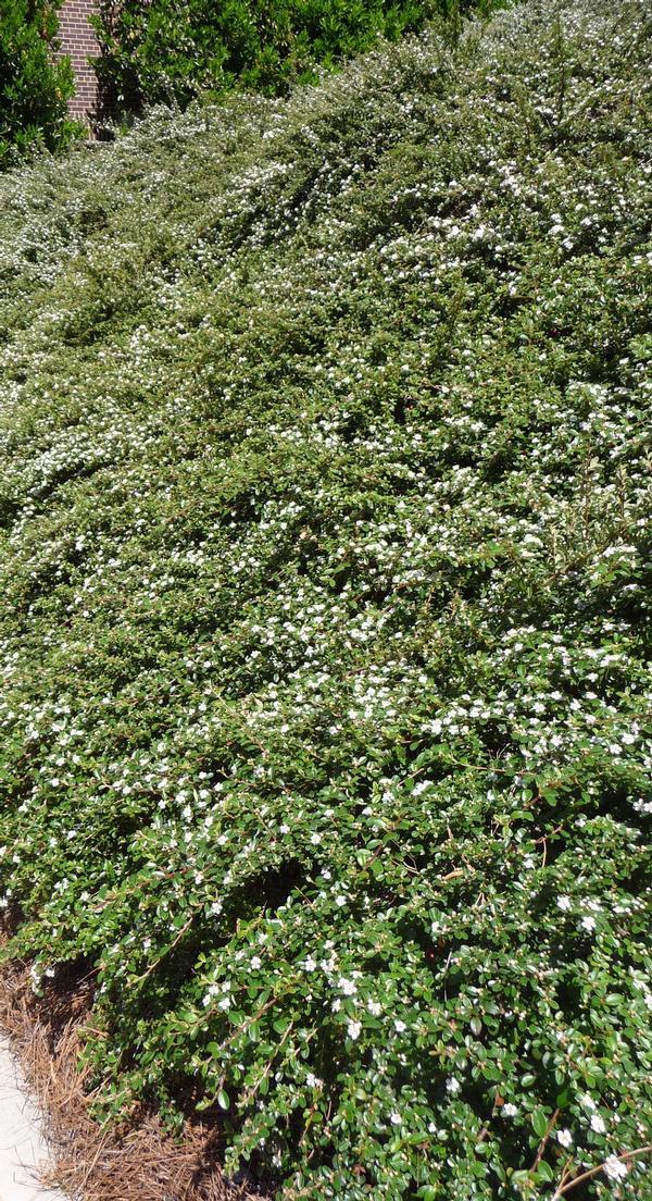 Cotoneaster Horizontalis - View 18 from www redcrocus com