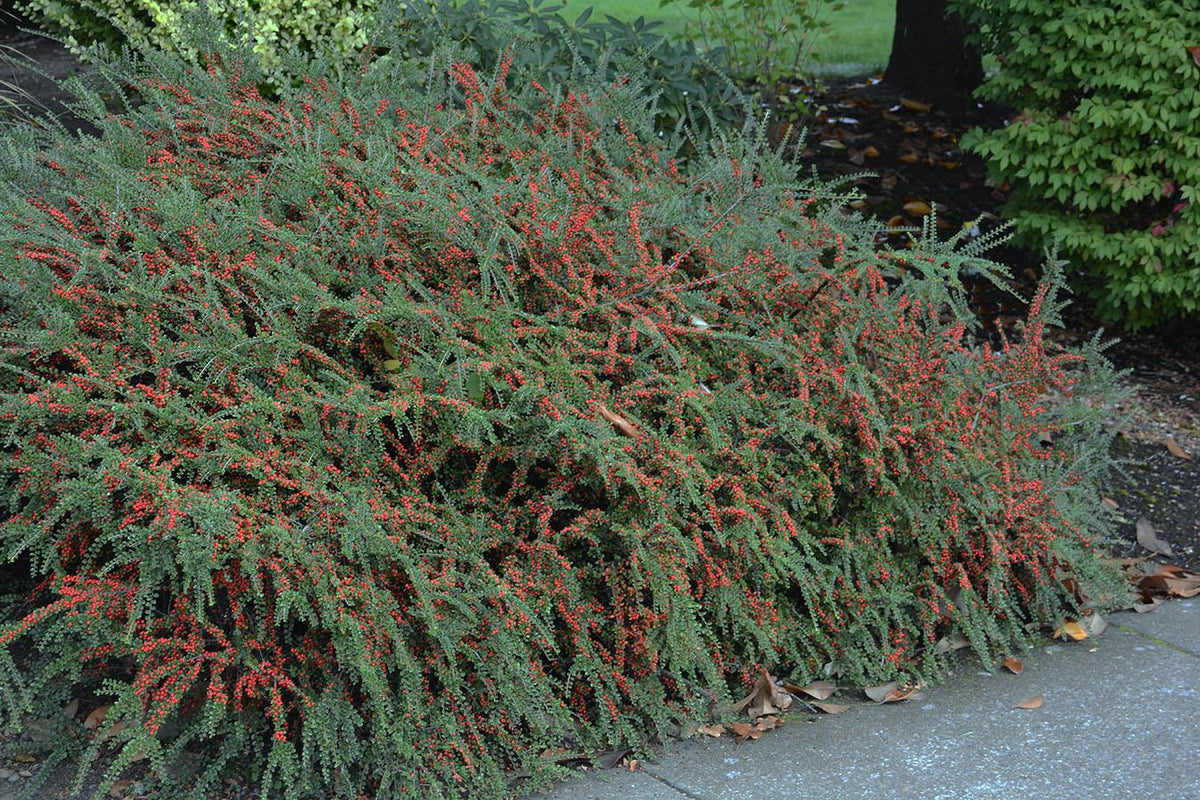 Cotoneaster Horizontalis - View 1 from www redcrocus com