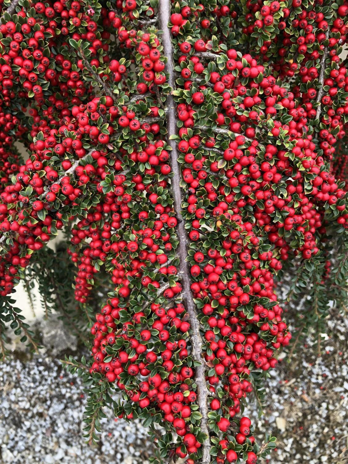 Cotoneaster Horizontalis - View 20 from www redcrocus com