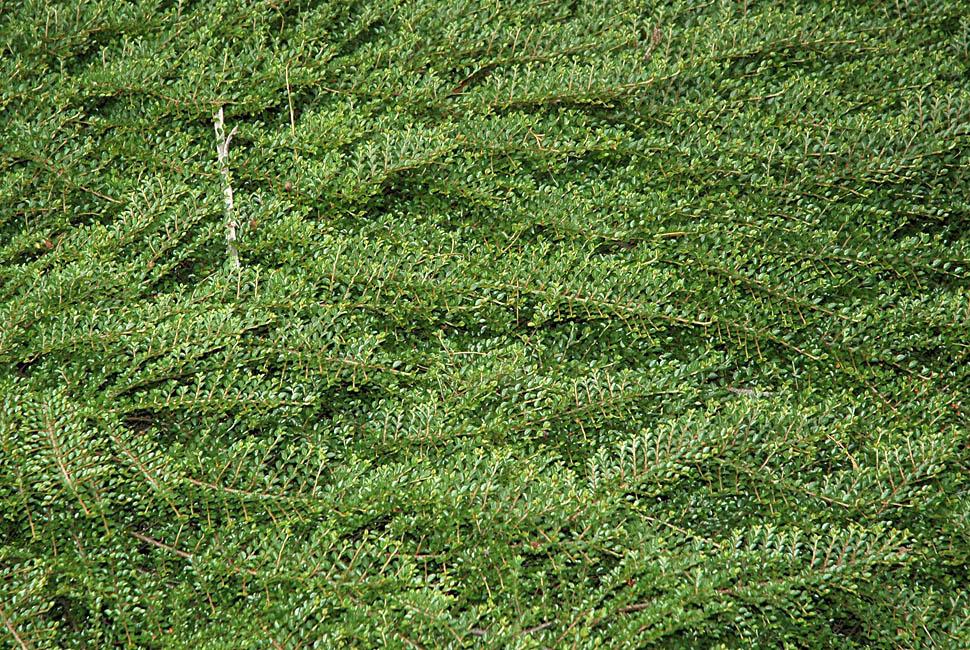 Cotoneaster Horizontalis - View 21 from www redcrocus com