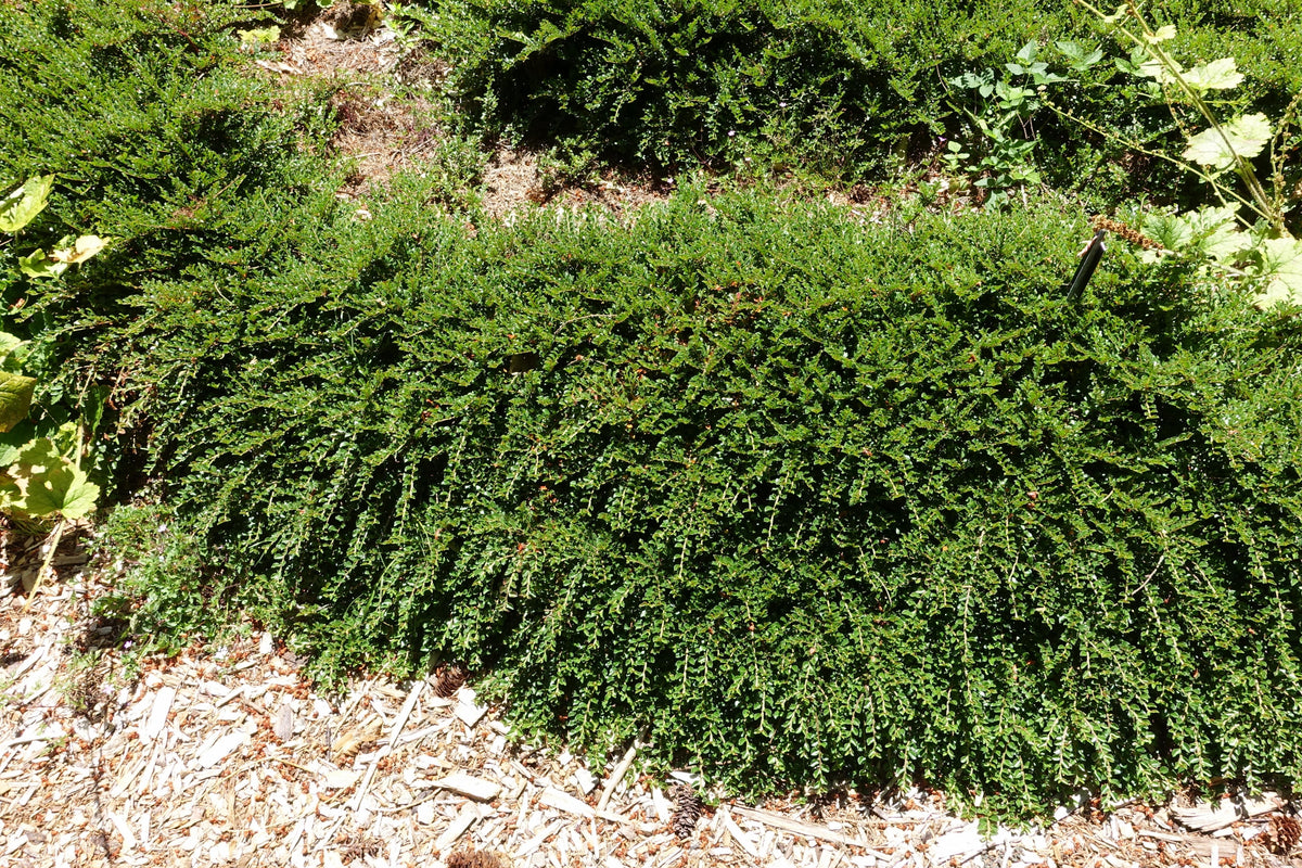 Cotoneaster Horizontalis - View 22 from www redcrocus com