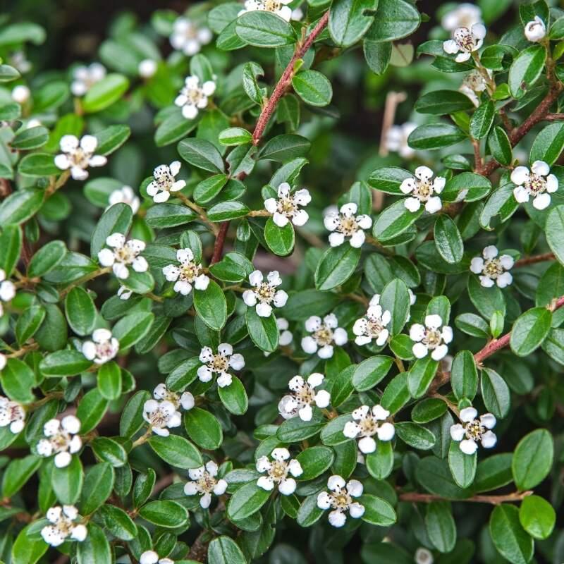 Cotoneaster Horizontalis - View 23 from www redcrocus com