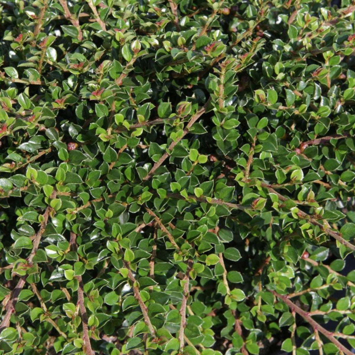 Cotoneaster Horizontalis - View 26 from www redcrocus com