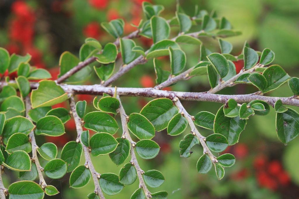 Cotoneaster Horizontalis - View 27 from www redcrocus com