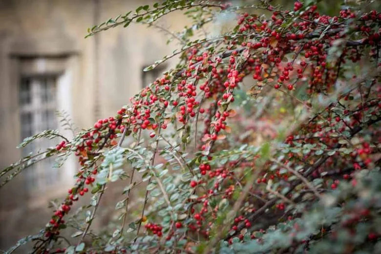 Cotoneaster Horizontalis - View 29 from www redcrocus com