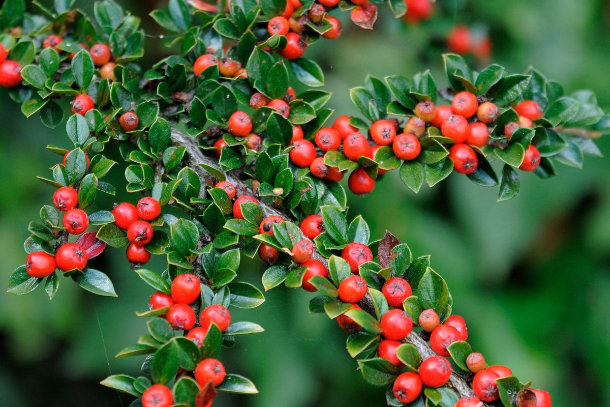 Cotoneaster Horizontalis - View 2 from www redcrocus com