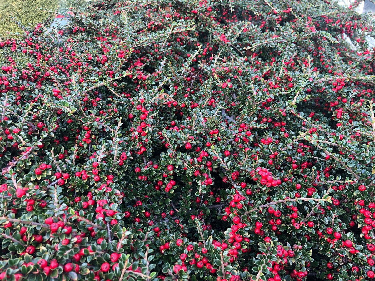 Cotoneaster Horizontalis - View 30 from www redcrocus com