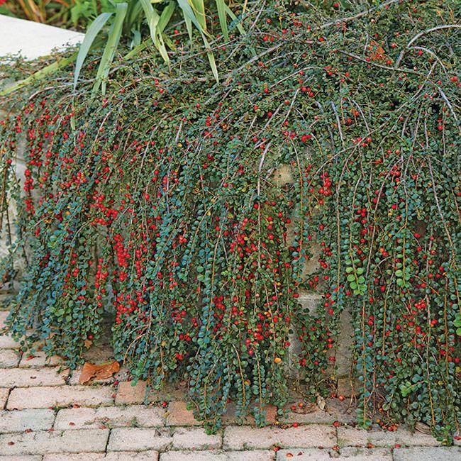 Cotoneaster Horizontalis - View 31 from www redcrocus com